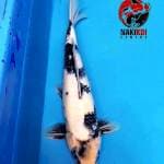 Shiro Utsuri Male
