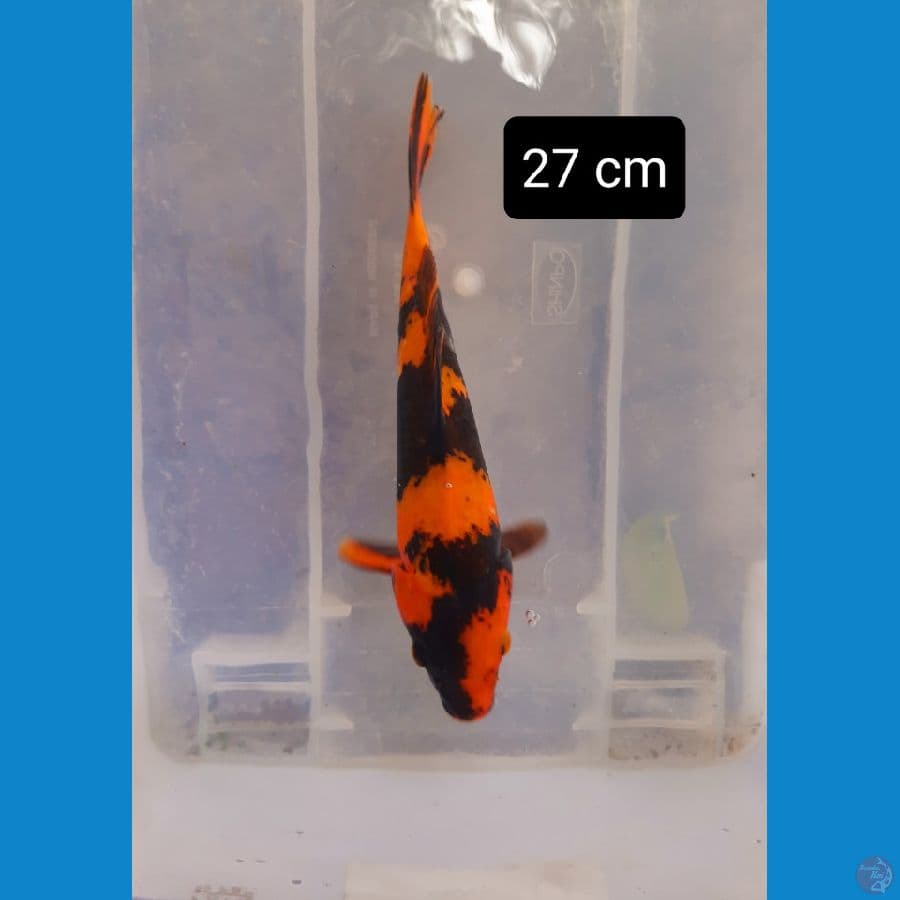 utsuri 27 cm