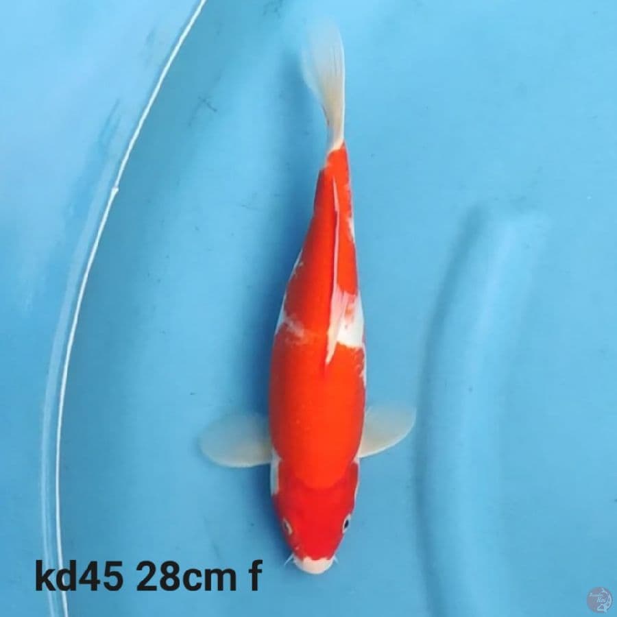 kohaku