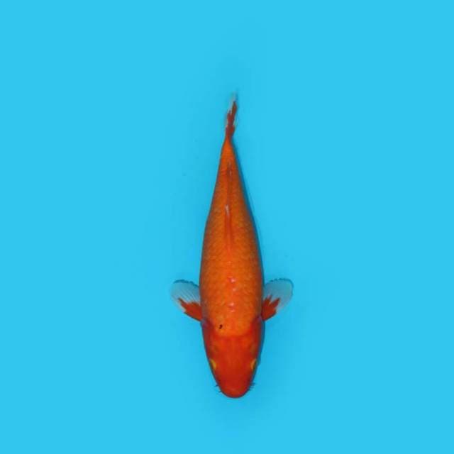 BENIGOI