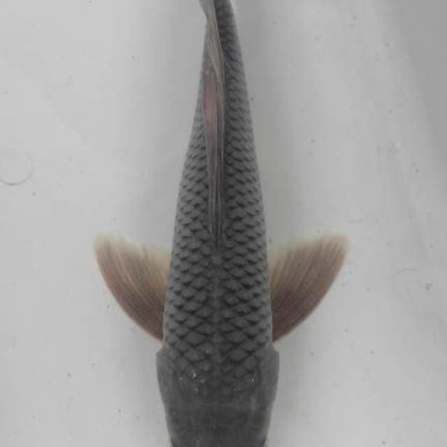 Soragoi Slayer 30cm