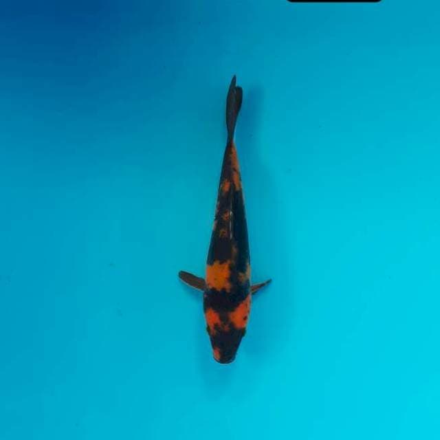 Utsuri doit 15 cm 