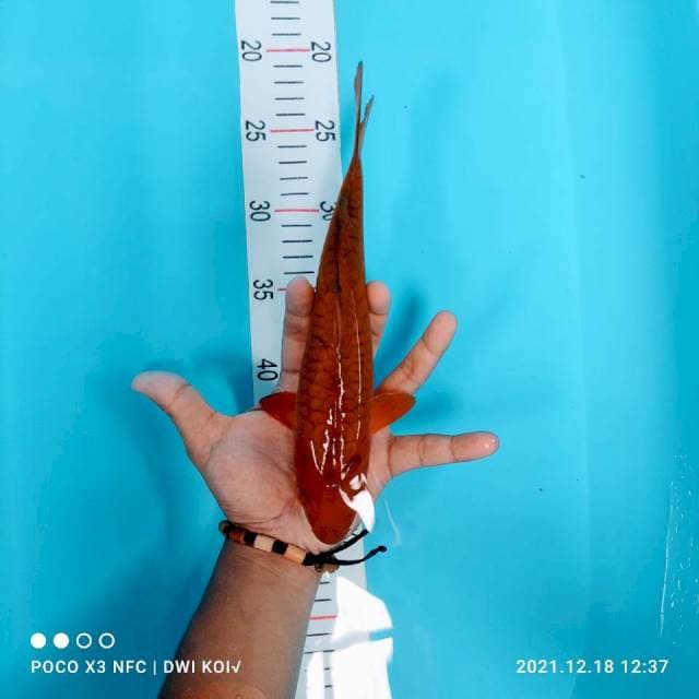 Cagoi aragoke 25 cm