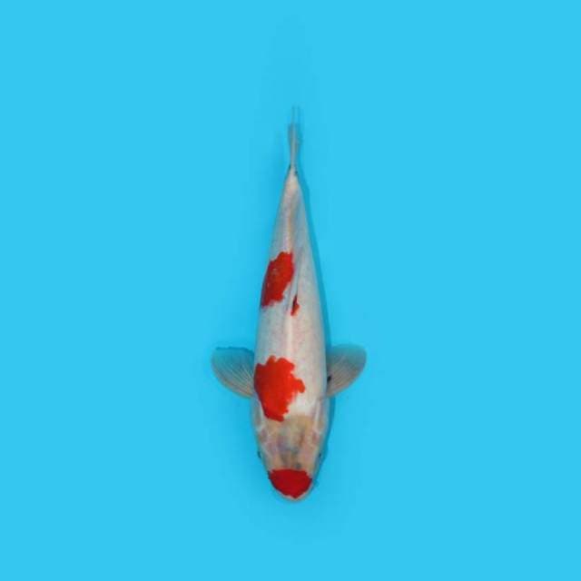 KOHAKU 
