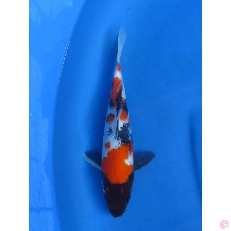 Showa - 25cm