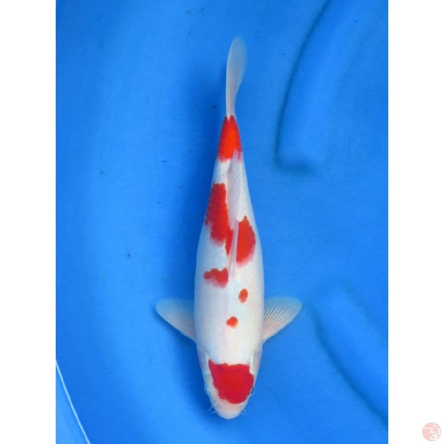 Kohaku Ori - 30cm