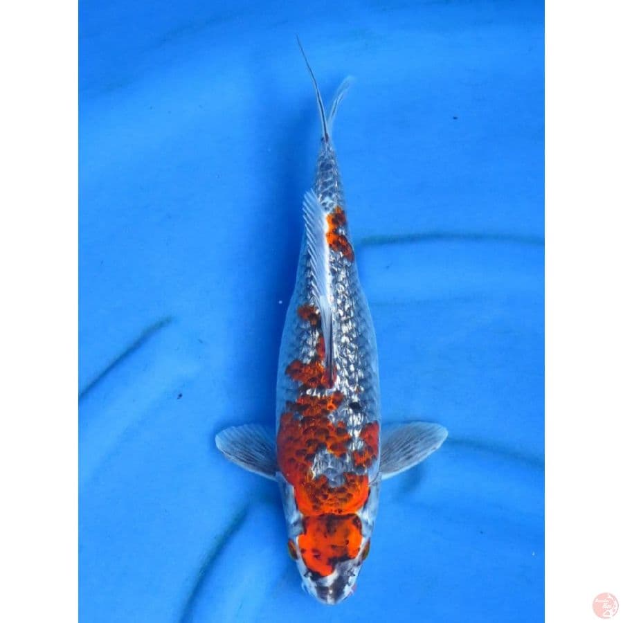 Ghosiki Ginrin - 37cm