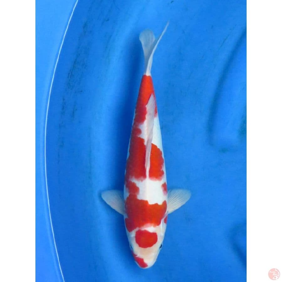 Red Kohaku - 30cm