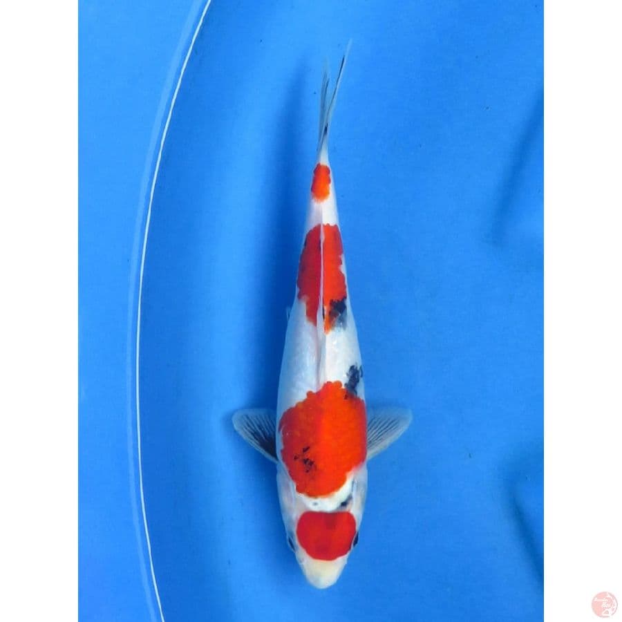yondan Showa - 30cm