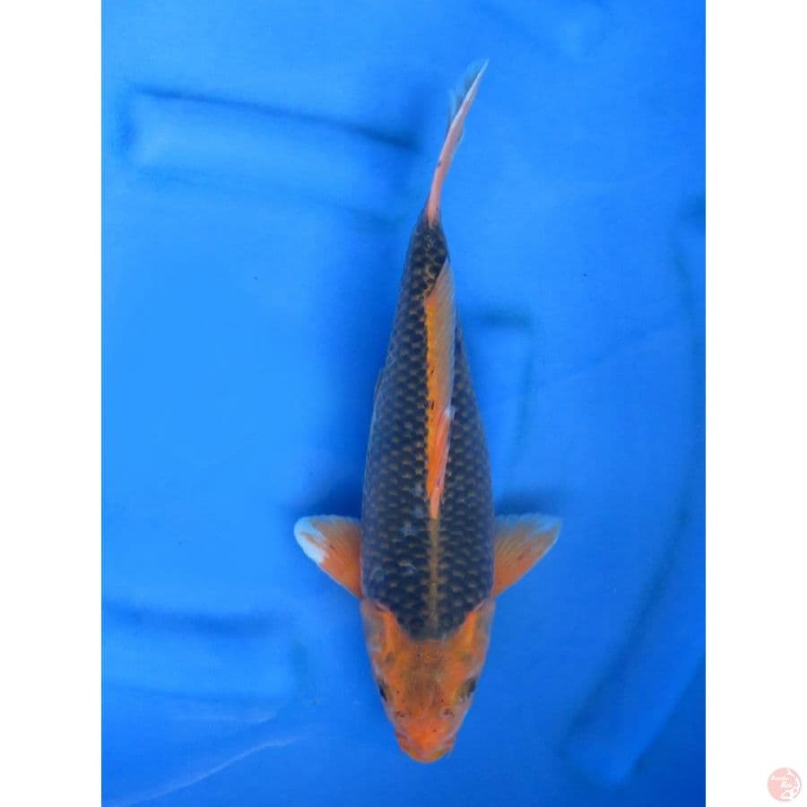 short Body - 31cm