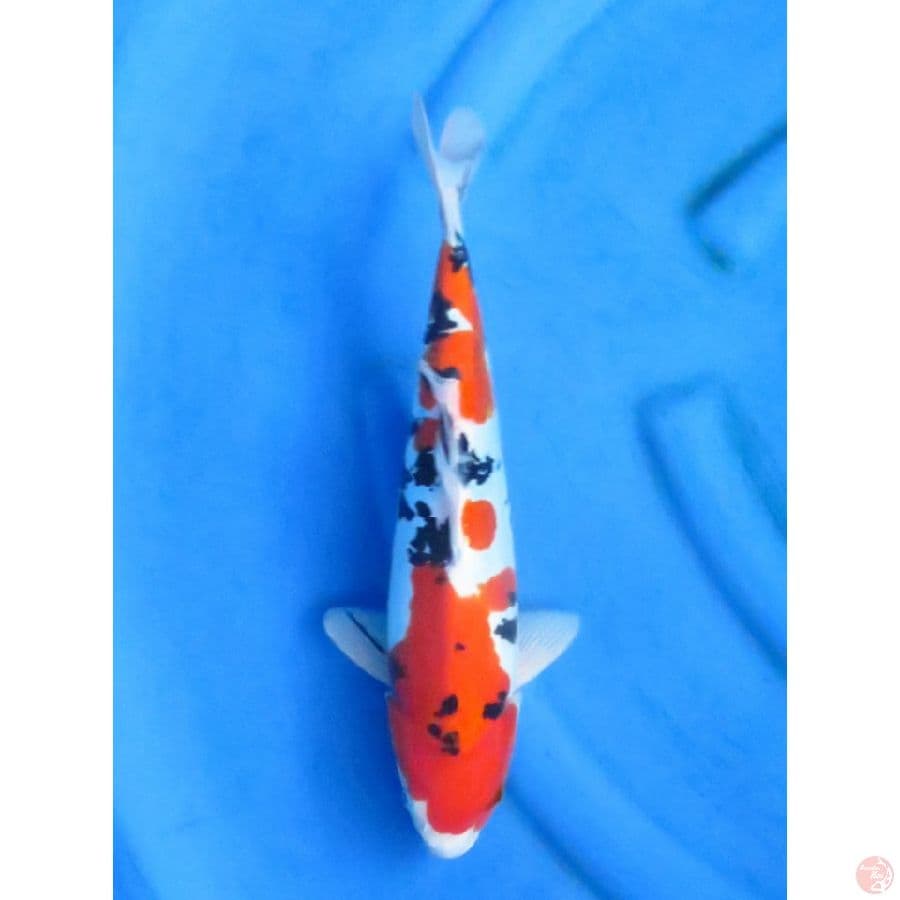Doitsu Sanke - 36cm