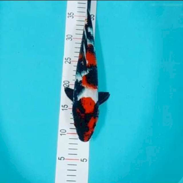 Showa 34 cm