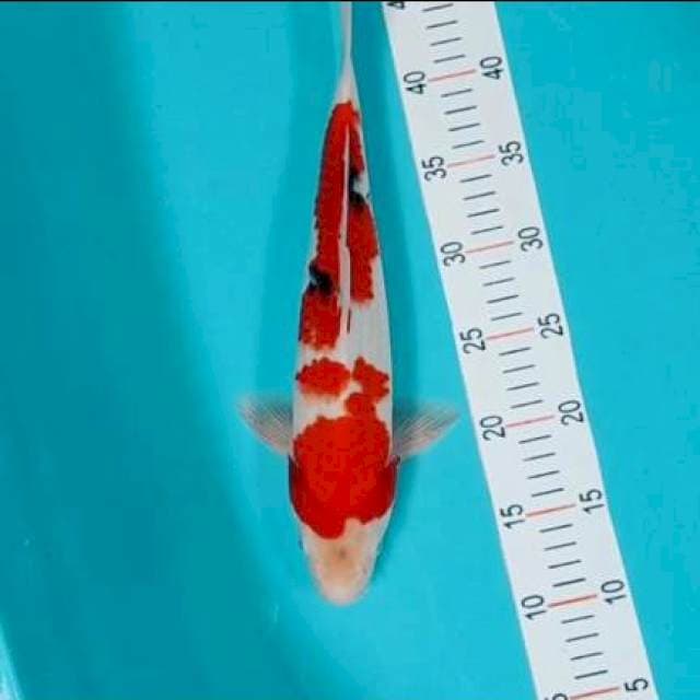 Showa tategoi 36 cm