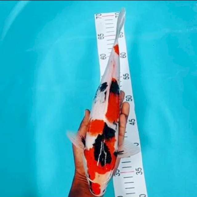 Showa 37 cm