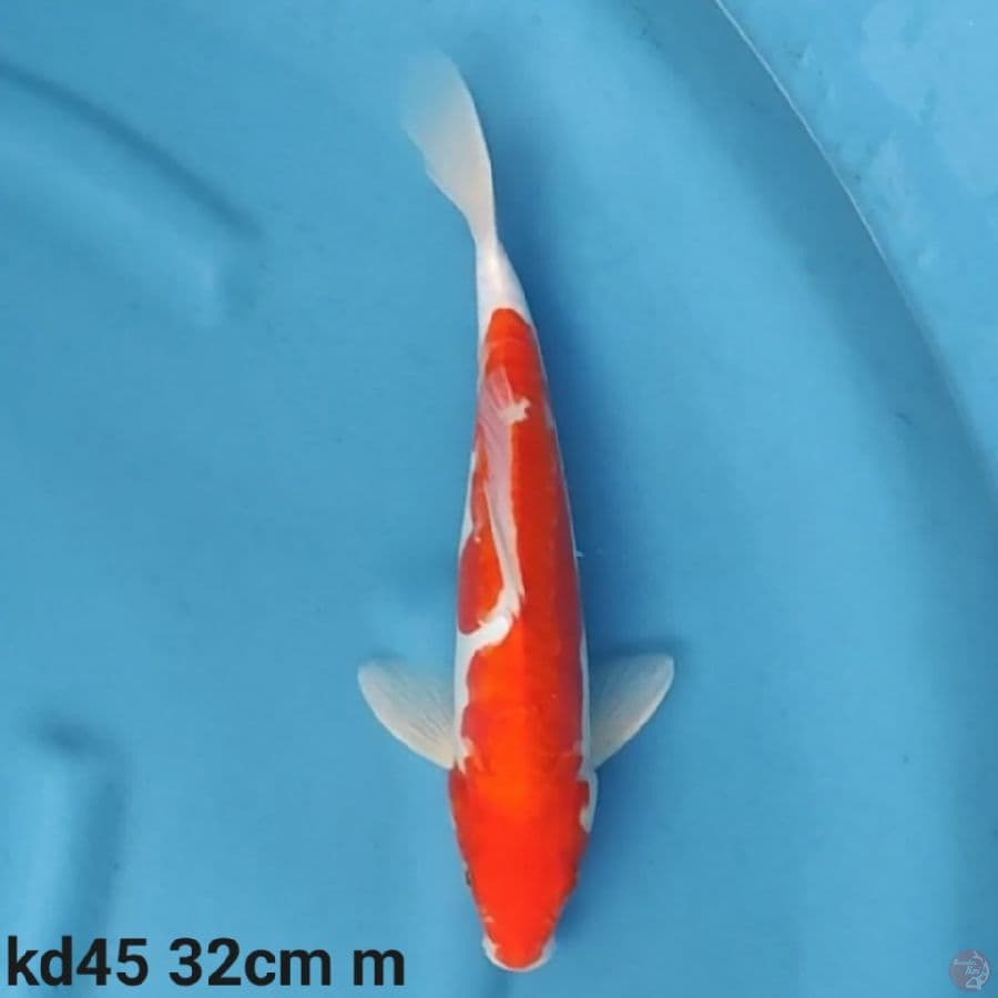 doitsu kohaku