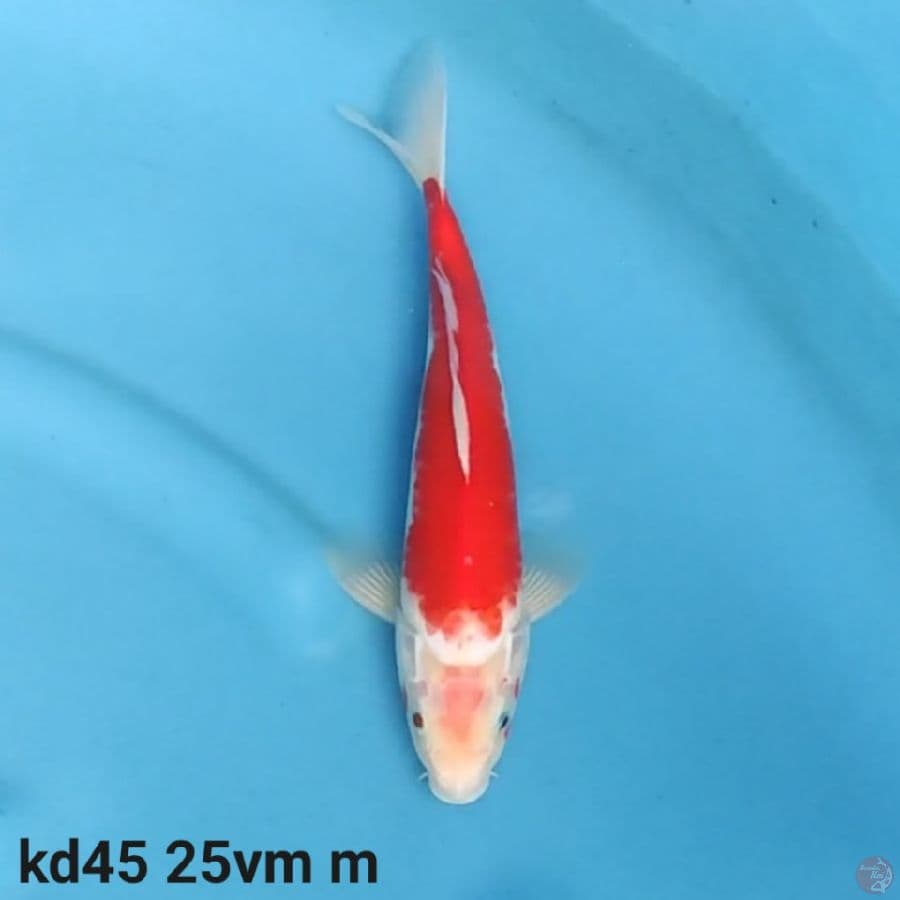 bozu kohaku langka
