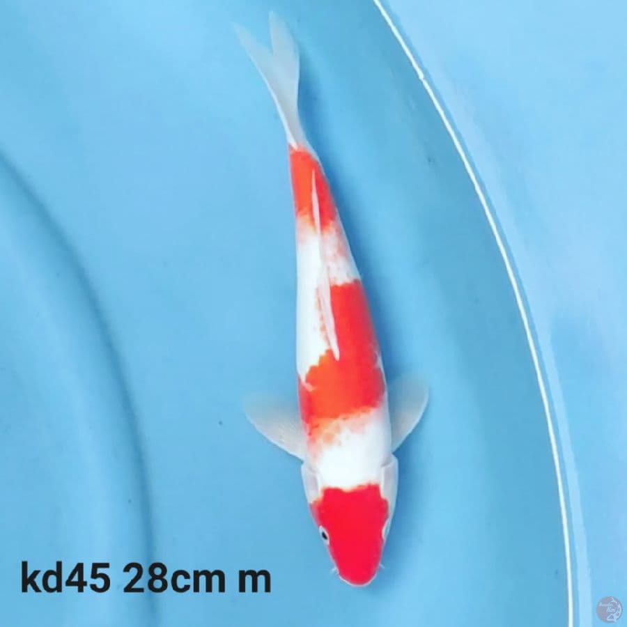 kohaku 3 step