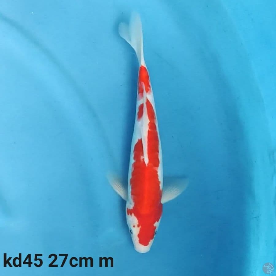 doitsu red kohaku