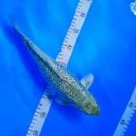 SORAGOI GRINRIN Female 36cm