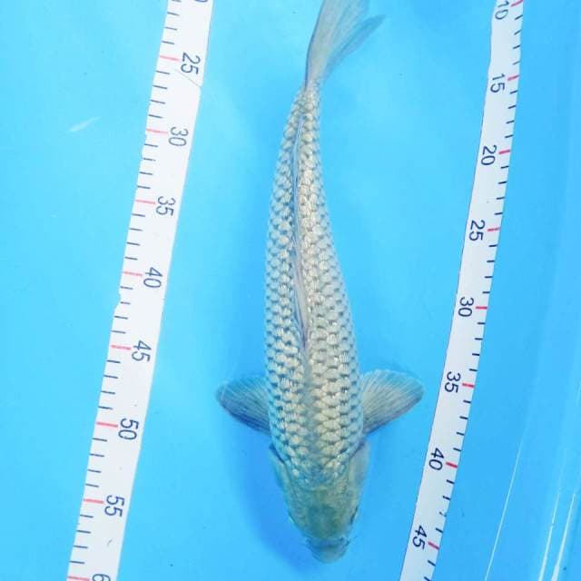 SORAGOI GRINRIN Male 39cm