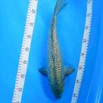 SORAGOI GRINRIN Male 39cm