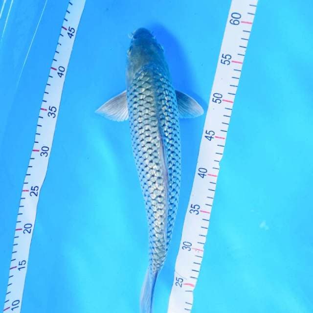 SORAGOI GRINRIN Male 39 cm