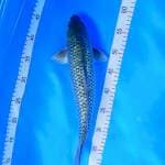 SORAGOI GRINRIN Male 39 cm