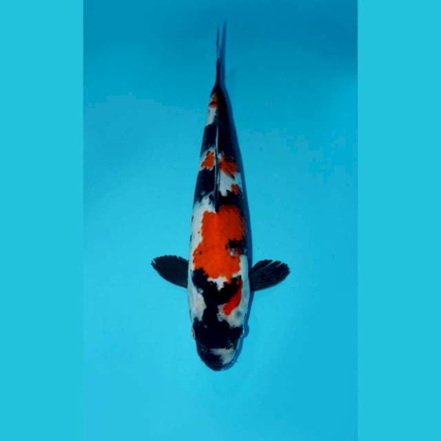 KINDAI SHOWA, 35CM MALE