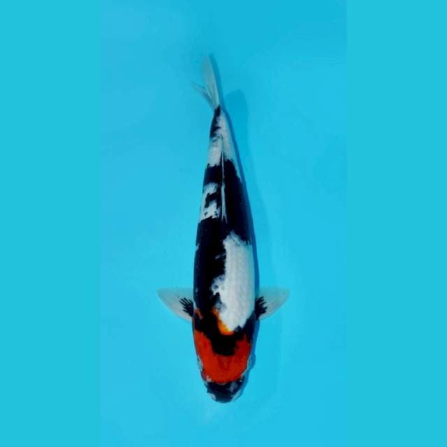 TANCHO SHOWA, 38CM FEMALE