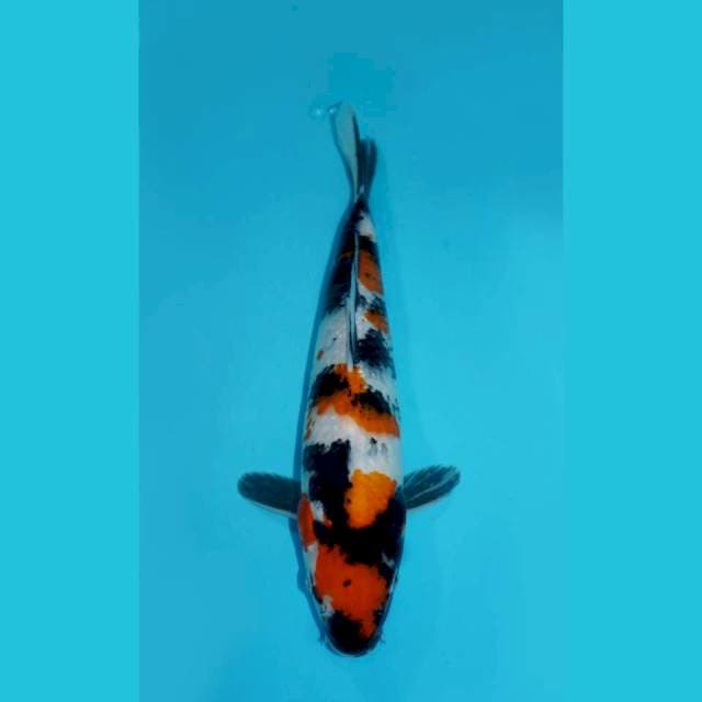MARUTEN SHOWA, 34CM FEMALE