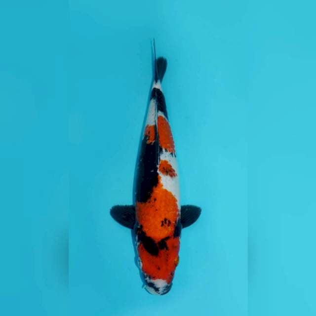 SHOWA GOROMO YONDAN, 36CM FEMALE