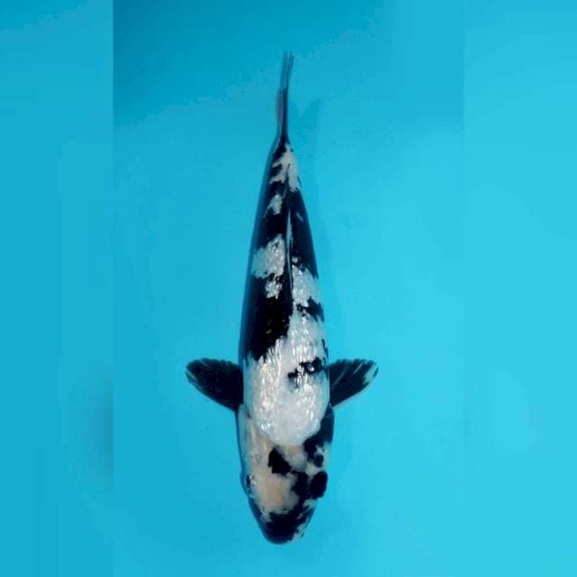 SHIRO GINRIN, 32CM FEMALE