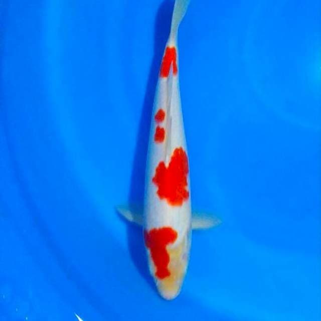 kohaku, male 32cm