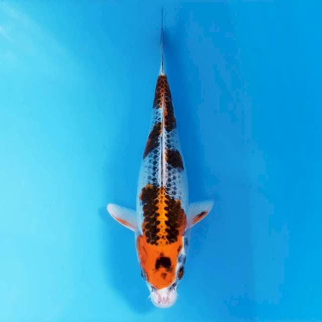 Kujaku, 21 cm