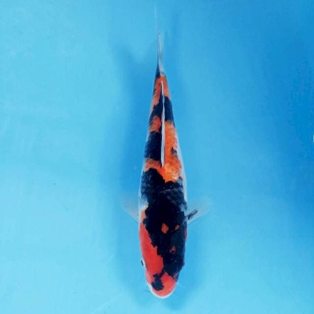 Showa sanshoku, 22 cm