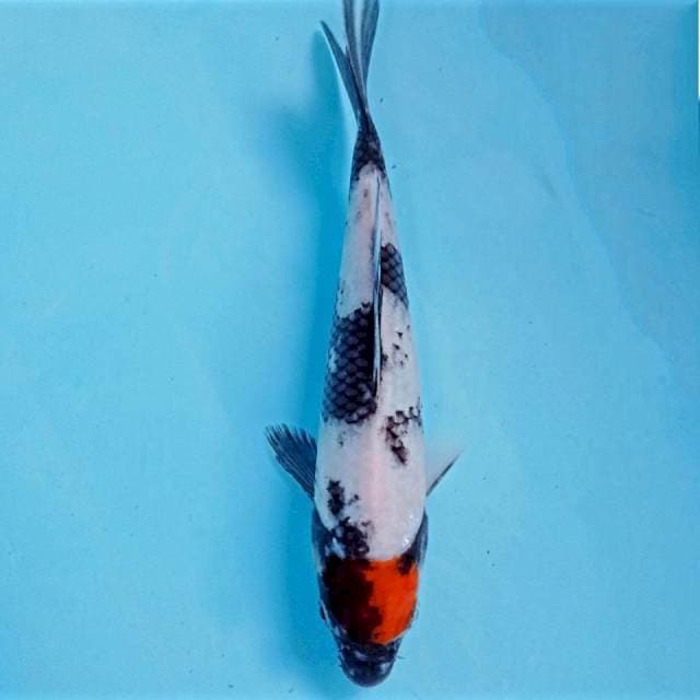 Tancho showa, 21 cm