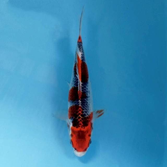 Goshiki, 20 cm