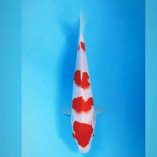 Kohaku, 24 cm