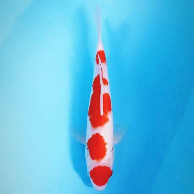 Kohaku, 30 cm