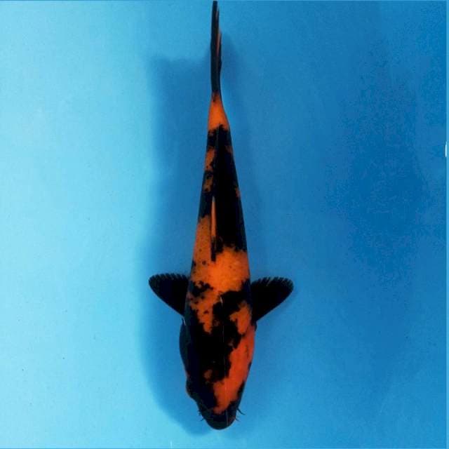 Hi utsuri, 18 cm