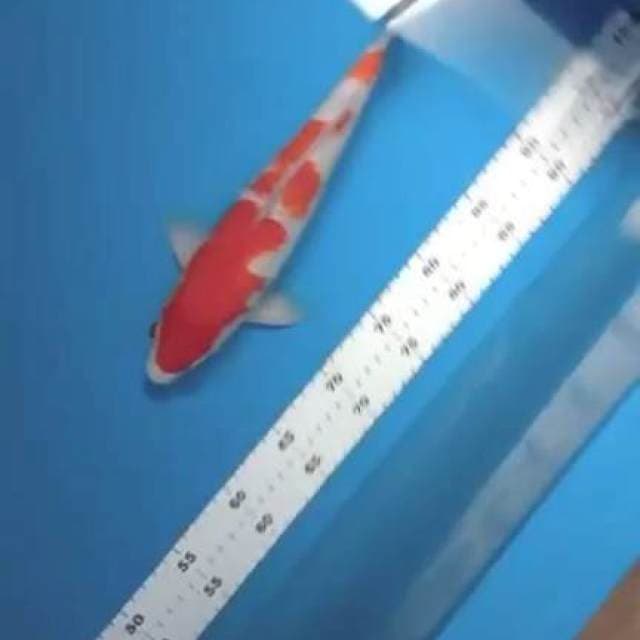 Kohaku 33 cm, keterangan rapikan 