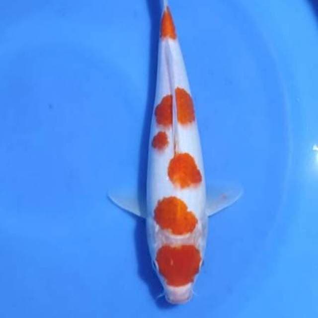 Maruten Kohaku cutting kering
