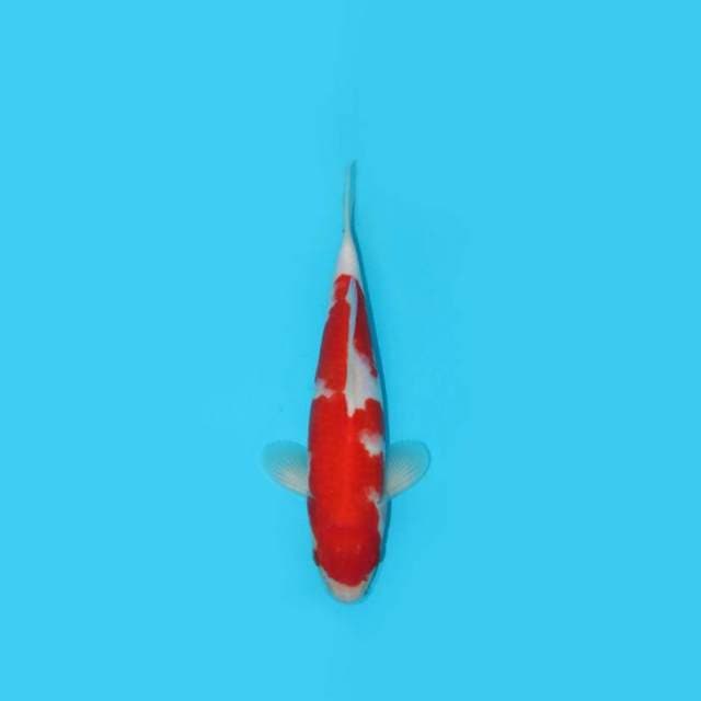 29CM - KOHAKU