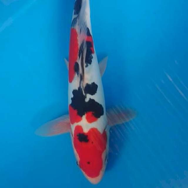 Doitsu sanke Male 26cm