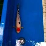 Tancho Sanke 40bu  (renang agak miring)