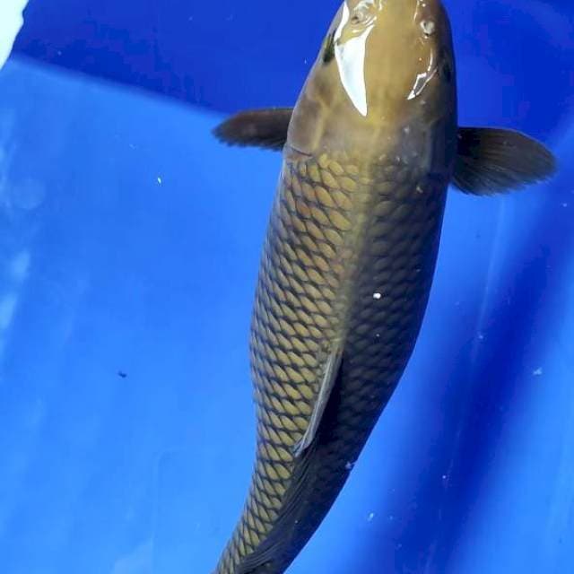 chagoi 36 cm