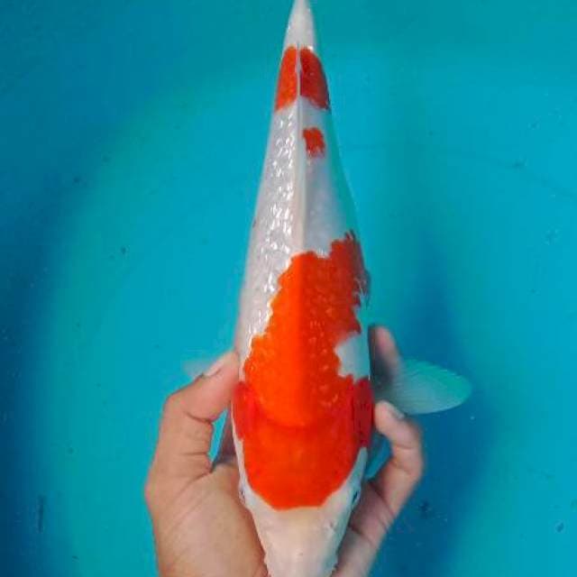 Kohaku ginrin 34cm