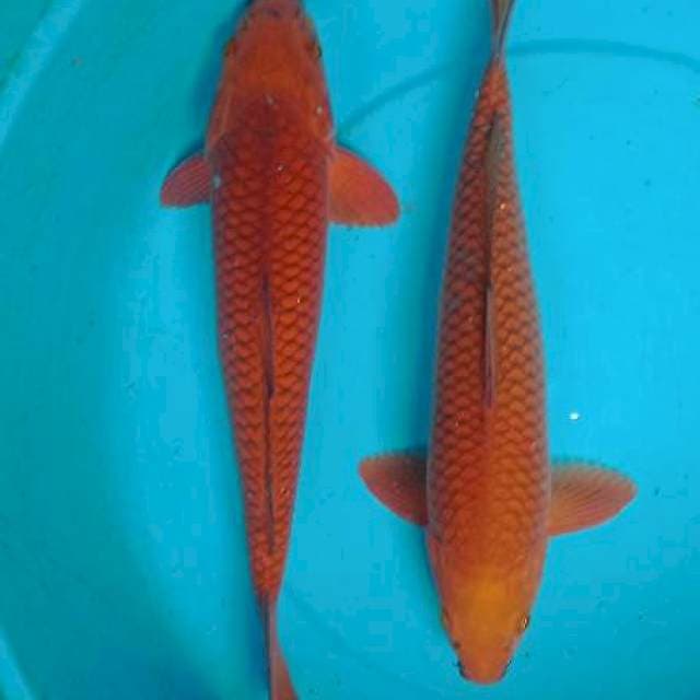 Duo cagoi jumbo 38-40cm