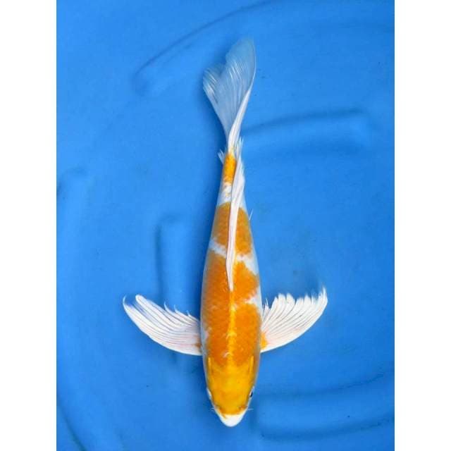 Hariwake Kumpay , 39cm , Male
