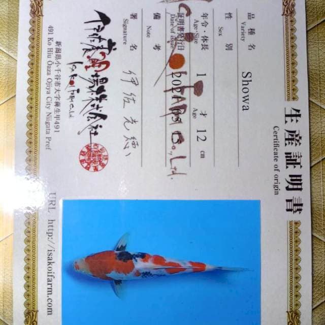 Kindai showa tategoi import 28cm